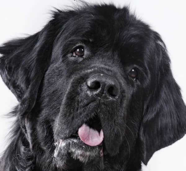 calm small breeds photos best breeds for small calm breeds breeds breeds picture calm small breeds photos best breeds for small calm breeds breeds breeds picture