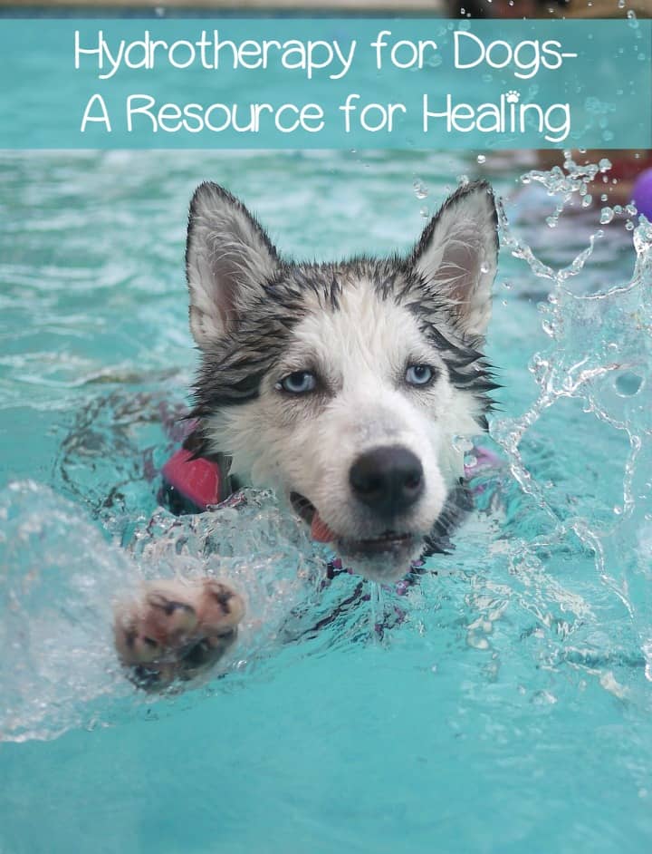 hydrotherapy for dogs hydrotherapy for dogs a resource for healing dogvills hydrotherapy for dogs hydrotherapy for dogs a resource for healing dogvills