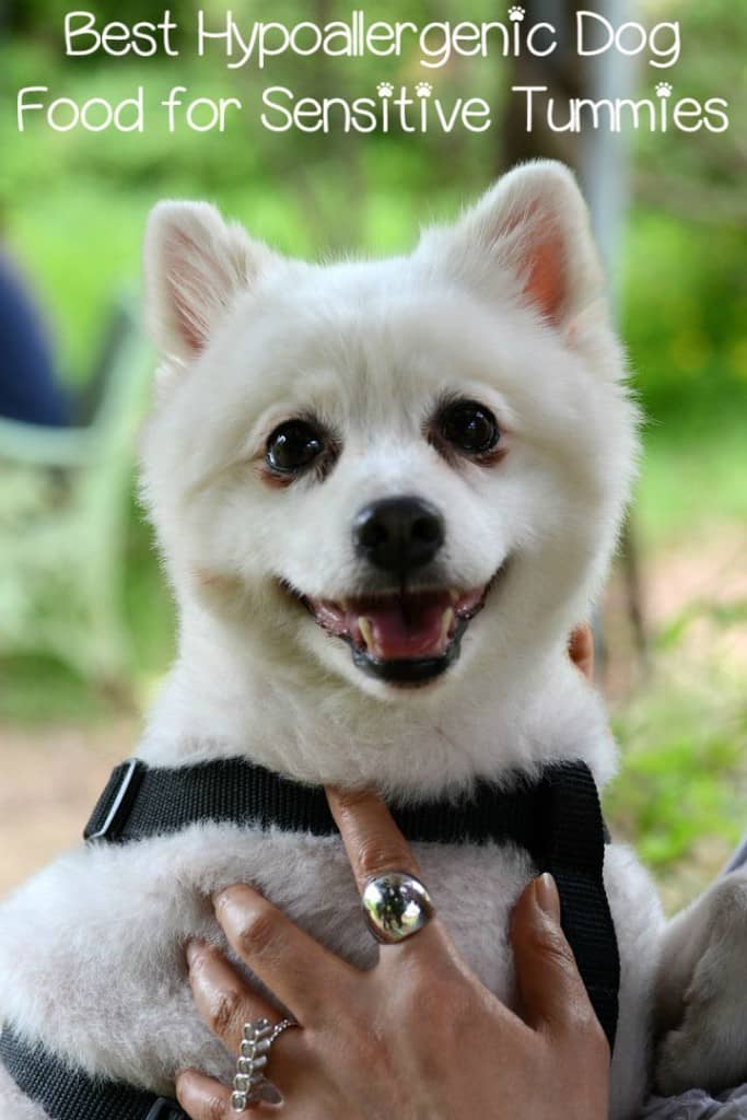 best hypoallergenic dogs the best hypoallergenic food for sensitive tummies best hypoallergenic dogs the best hypoallergenic food for sensitive tummies