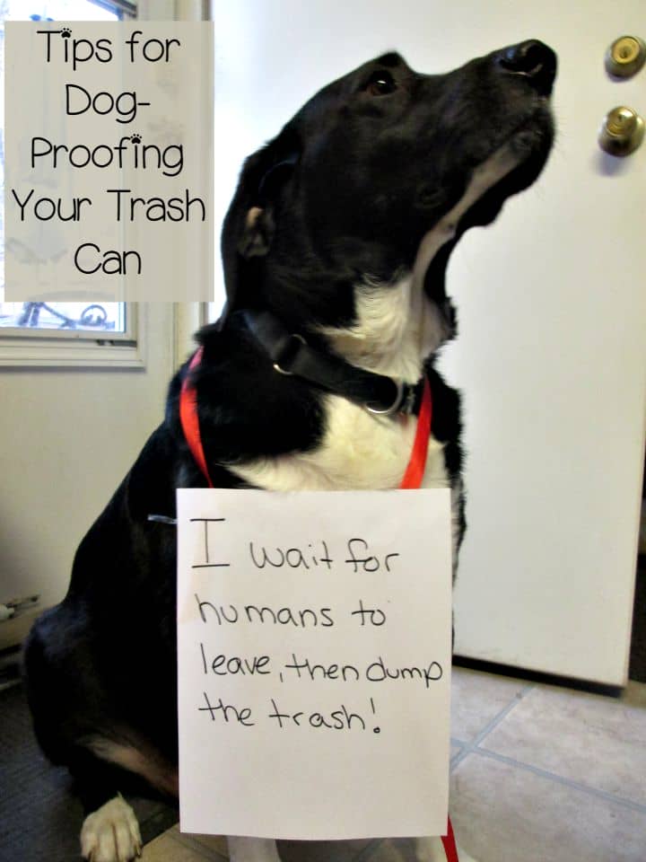 puppy proofing puppy proof your garbage can dogvills puppy proofing puppy proof your garbage can dogvills