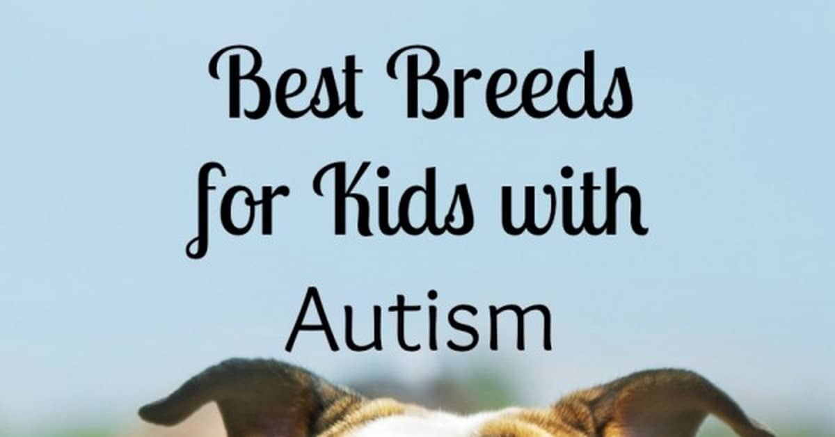 Best Dogs For Autistic Child Best Dogs For Autistic Child