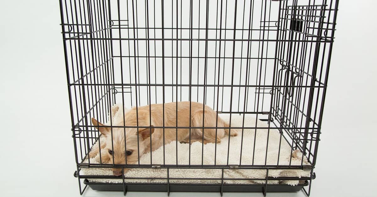 how to stop from barking in crate get your pooch to stop barking in their crate how to stop from barking in crate get your pooch to stop barking in their crate