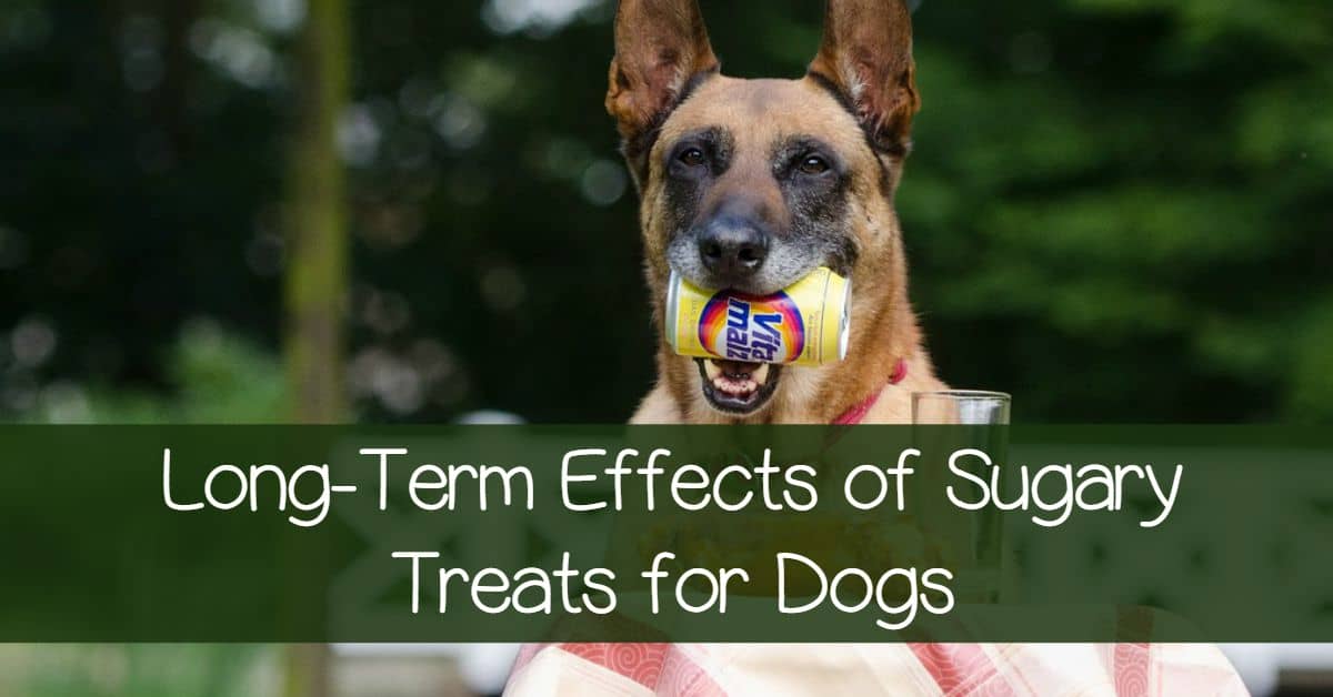Effects of Sugar in Dogs - A Long Term Disaster - DogVills