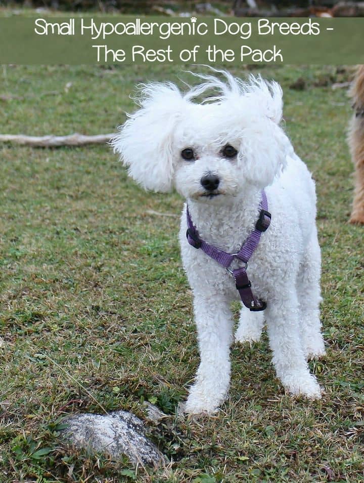 small breeds hypoallergenic small hypoallergenic breeds the rest of the pack small breeds hypoallergenic small hypoallergenic breeds the rest of the pack