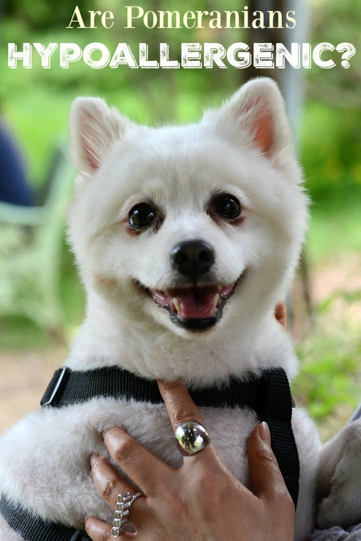 pomeranian are they hypoallergenic can you find hypoallergenic pomeranian puppies pomeranian are they hypoallergenic can you find hypoallergenic pomeranian puppies