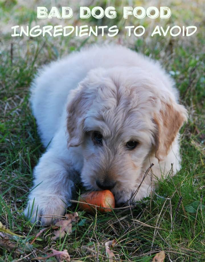 is food bad for puppies bad food ingredients choices is food bad for puppies bad food ingredients choices