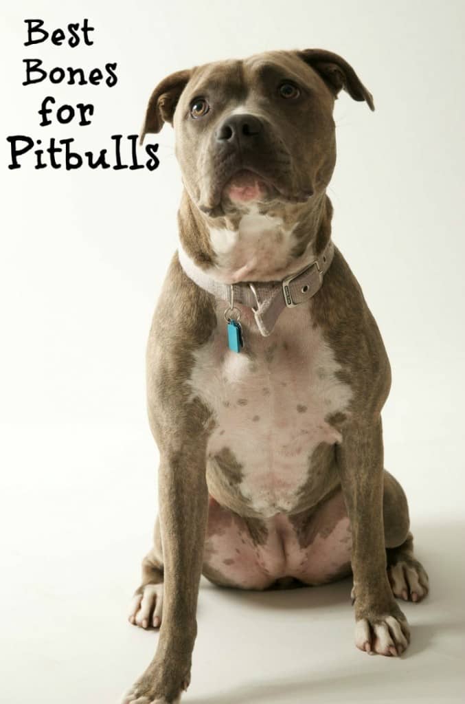 best bones for puppies best bones for pit bulls dogvills best bones for puppies best bones for pit bulls dogvills