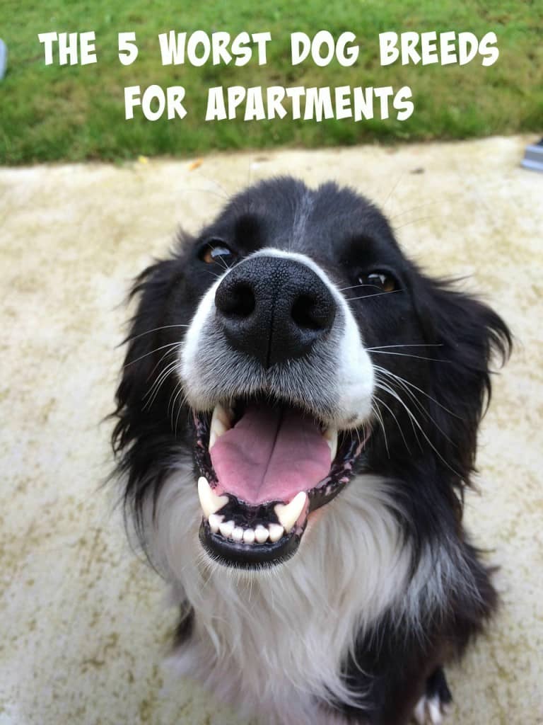 worst dogs for the 5 worst breeds for apartments dogvills worst dogs for the 5 worst breeds for apartments dogvills