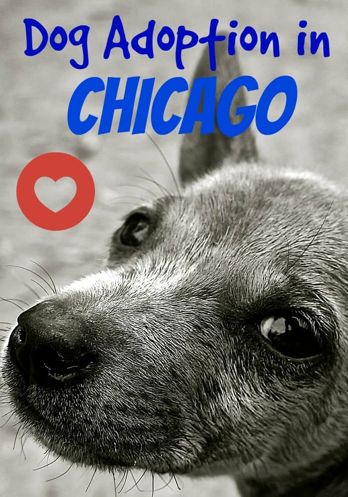 puppies for adoption in chicago your guide to adoption in chicago dogvills puppies for adoption in chicago your guide to adoption in chicago dogvills