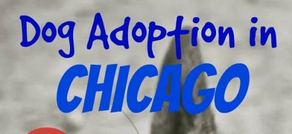 puppy adoption chicago your guide to adoption in chicago dogvills puppy adoption chicago your guide to adoption in chicago dogvills