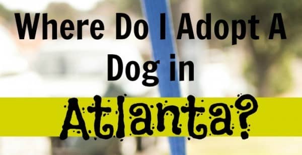 adopt a puppy atlanta where do i adopt a in atlanta dogvills adopt a puppy atlanta where do i adopt a in atlanta dogvills