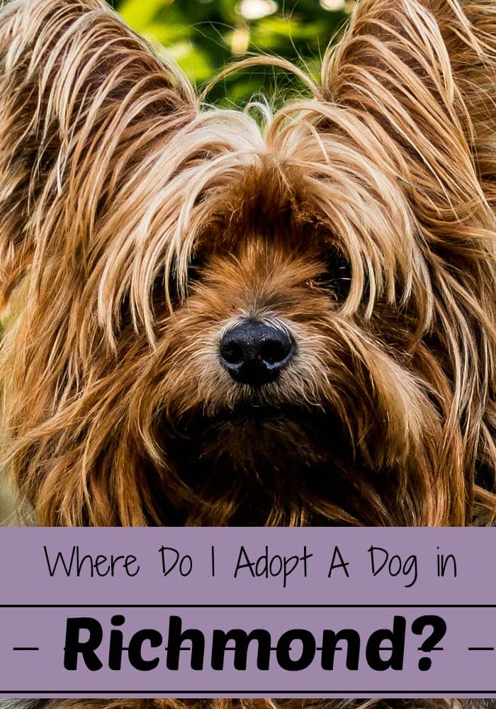 Where Do I Adopt A Dog in Richmond? DogVills