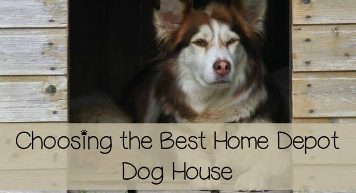 dogs in home depot buying a home depot house dogvills dogs in home depot buying a home depot house dogvills