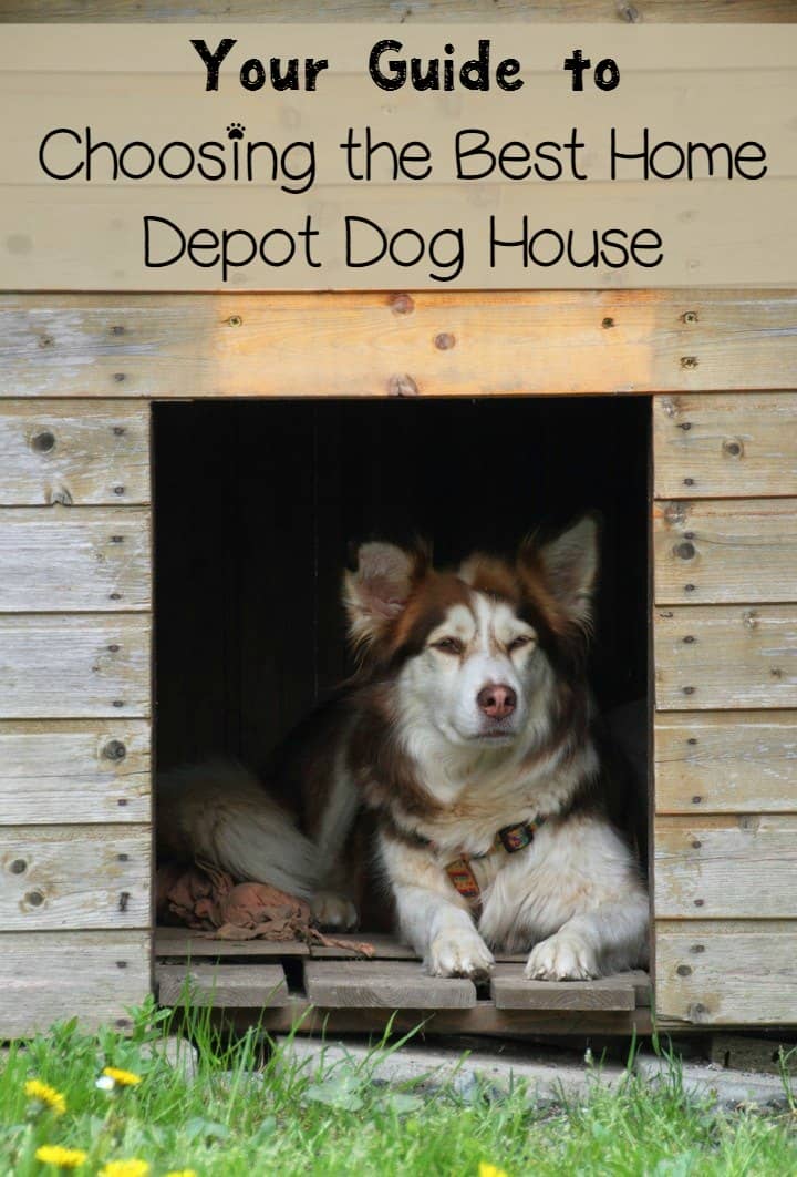 dogs in home depot buying a home depot house dogvills dogs in home depot buying a home depot house dogvills