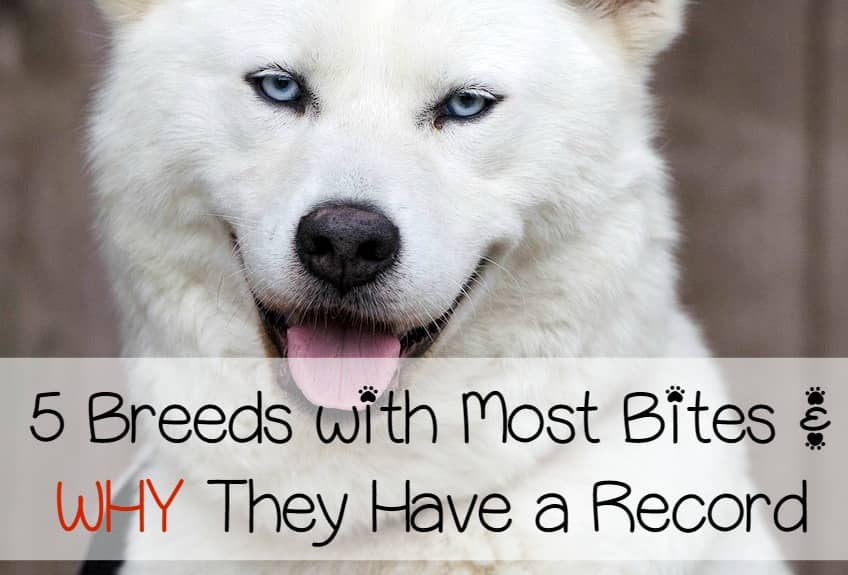 dogs that bite the most bite the most common breeds for bites dogvills dogs that bite the most bite the most common breeds for bites dogvills