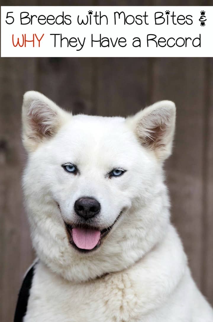 dogs that bite the most bite the most common breeds for bites dogvills dogs that bite the most bite the most common breeds for bites dogvills