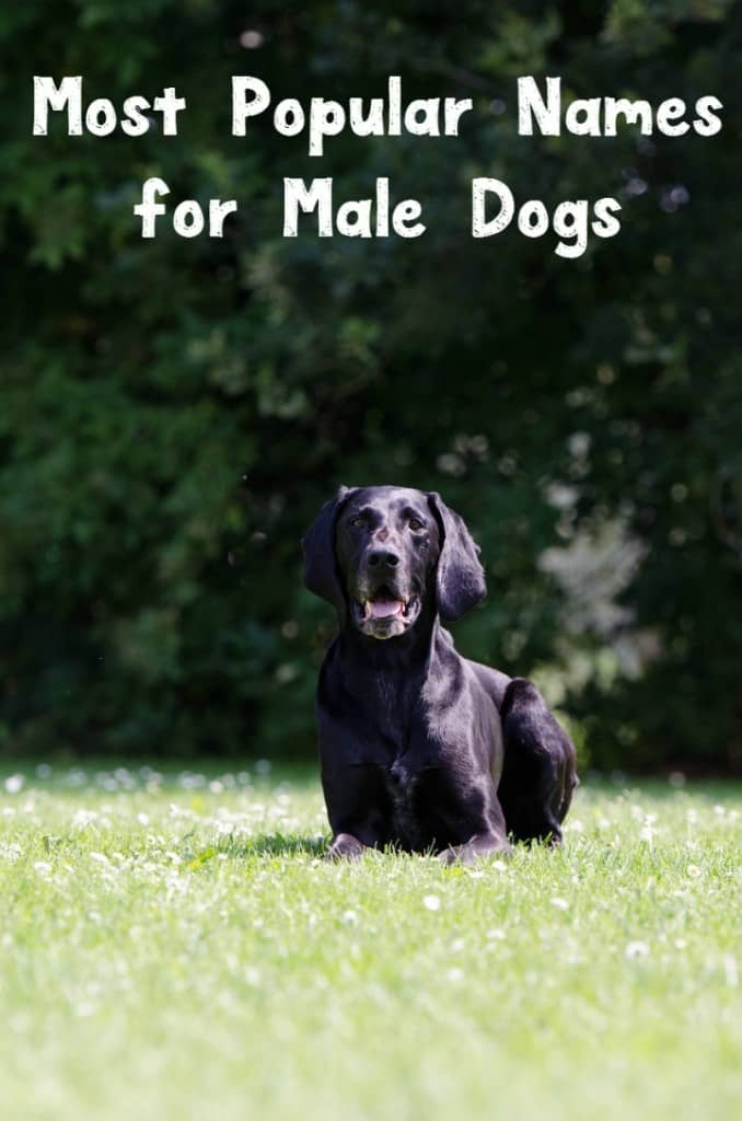 popular names for dogs most popular names for dogs dogvills popular names for dogs most popular names for dogs dogvills