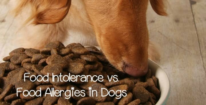 Food Allergy Vs Food Intolerance In Dogs Food Allergy Vs Food Intolerance In Dogs