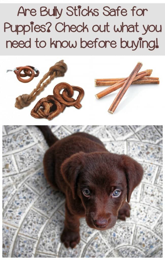 bully sticks for puppies what you need to about buying bully sticks for puppies dogvills bully sticks for puppies what you need to about buying bully sticks for puppies dogvills