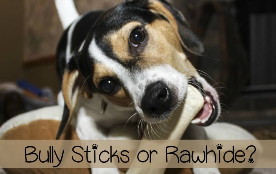 best rawhide for puppies bully sticks vs rawhide best chews for dogs best rawhide for puppies bully sticks vs rawhide best chews for dogs