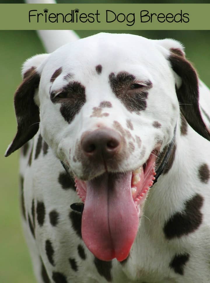 friendliest breeds 5 friendliest breeds dogvills friendliest breeds 5 friendliest breeds dogvills