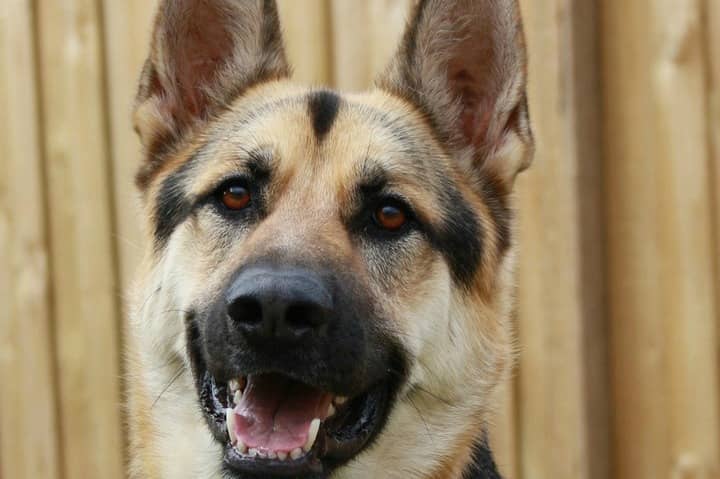 loyal breeds most loyal breeds dogvills loyal breeds most loyal breeds dogvills