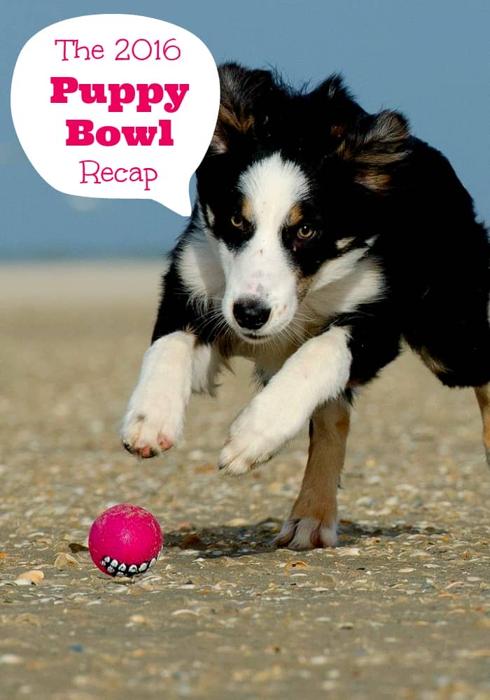 puppy bowl 2016 the 2016 puppy bowl recap with all the feels dogvills puppy bowl 2016 the 2016 puppy bowl recap with all the feels dogvills