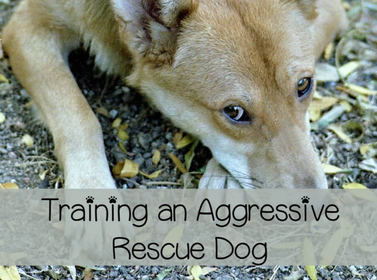 Dog Aggression How to Train a Difficult Dog DogVills