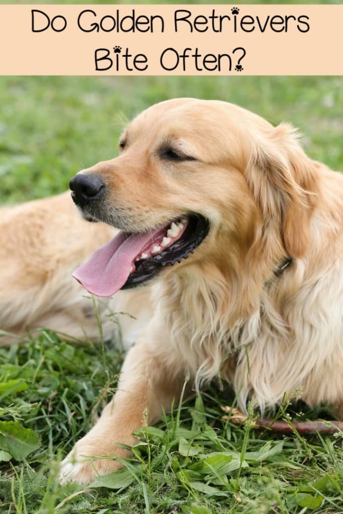 golden retriever bite bites and the golden retriever dogvills golden retriever bite bites and the golden retriever dogvills