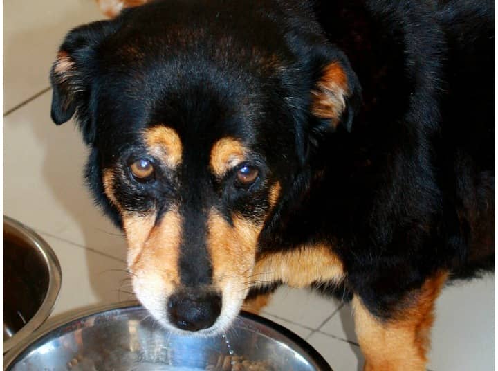 Rotation Diet Is it Good for Your Dog?