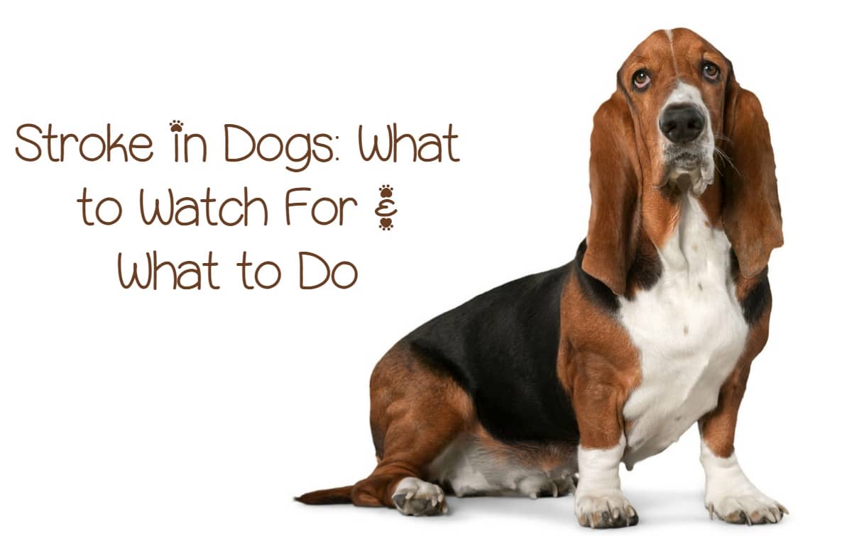 strokes in dogs signs and symptoms of stroke in dogs strokes in dogs signs and symptoms of stroke in dogs