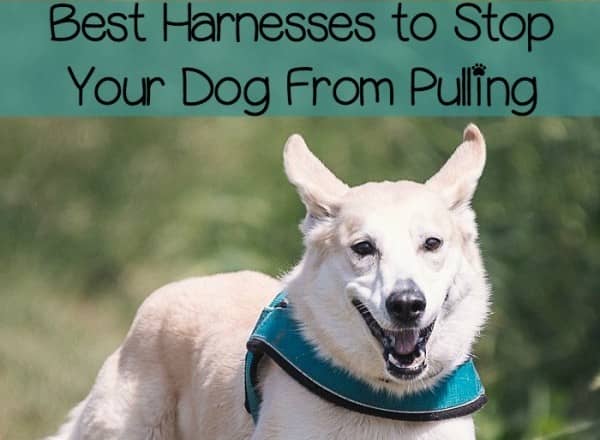 harness to stop pulling s stop pulling harness s get free image about wiring diagram harness to stop pulling s stop pulling harness s get free image about wiring diagram