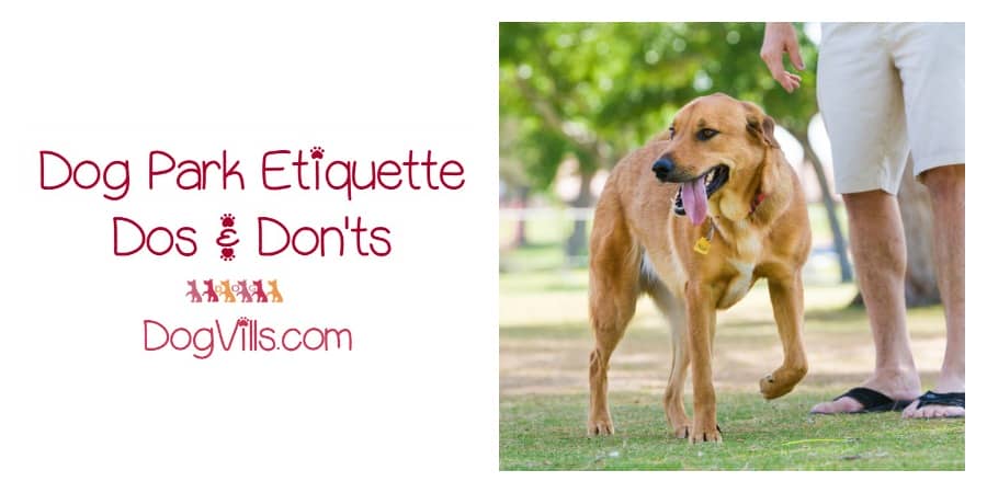 Dog Park Rules And Etiquette Dog Toys Dog Park Rules And Etiquette Dog Toys