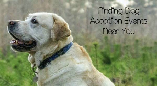 near dog adoption events dogvills