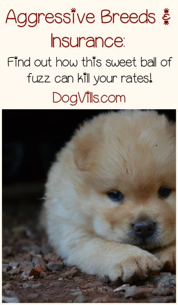 Aggressive Dog Breeds List Insurance Aggressive Dog Breeds List Insurance