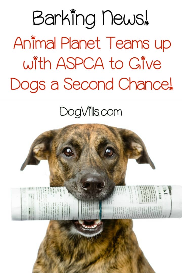 second chance dogs second chance dogs premiers on animal planet second chance dogs second chance dogs premiers on animal planet