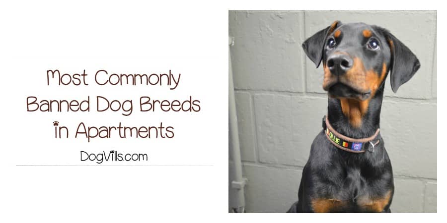 apartment banned dog breeds