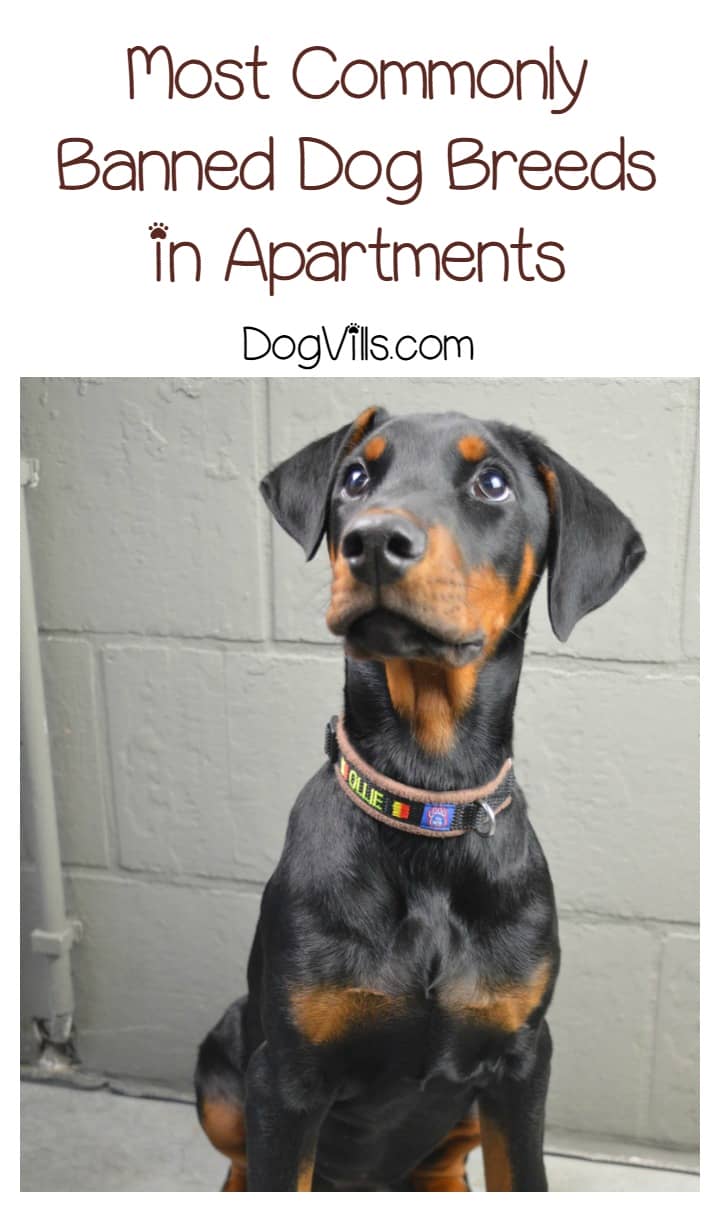 Most Commonly Banned Dog Breeds in Apartments DogVills