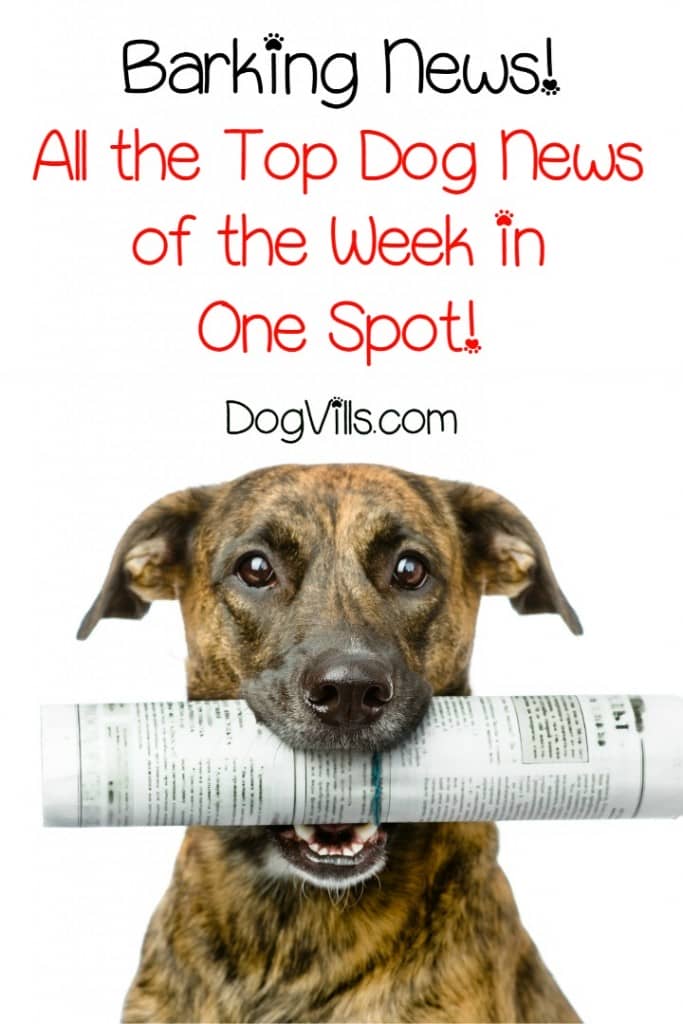 Here's All the Best Dog News of the Week in One Spot! DogVills