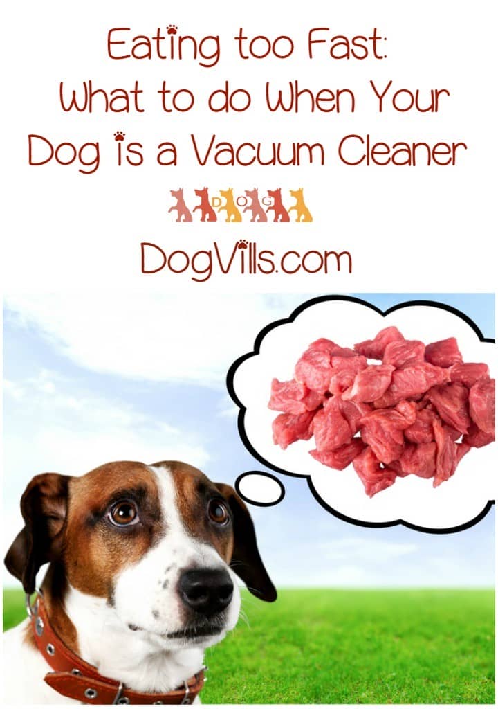 puppy eats fast to fast what to do when your is a vacuum puppy eats fast to fast what to do when your is a vacuum