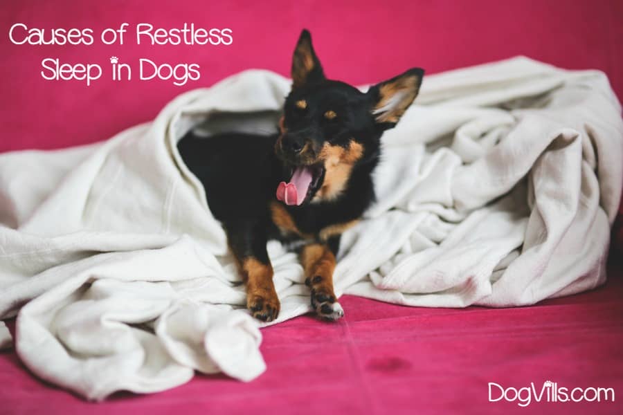 Causes of Nightmares & Restless Sleep in Dogs