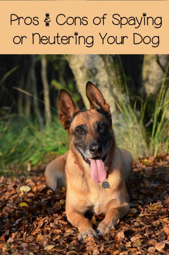 The Importance of Spaying or Neutering Your Pet