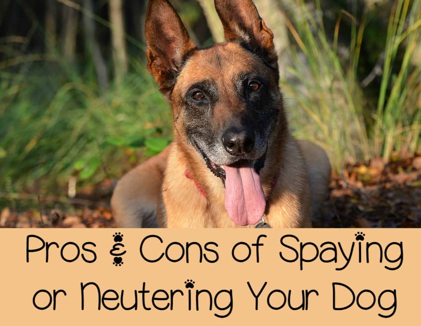 Spaying/Neutering