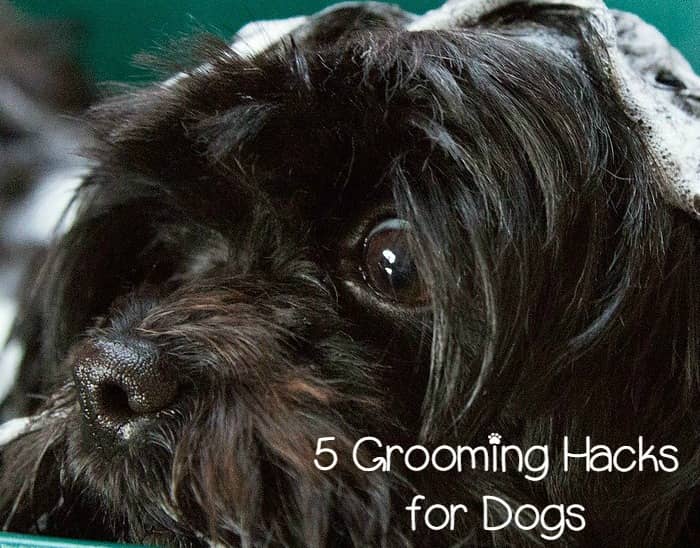 5 Dog Grooming Hacks That Will Make Your Life So Much Easier DogVills