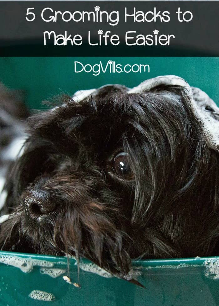 how much do groomers make 5 grooming hacks that will make your so much easier dogvills how much do groomers make 5 grooming hacks that will make your so much easier dogvills