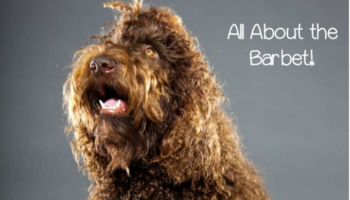 barbet hypoallergenic