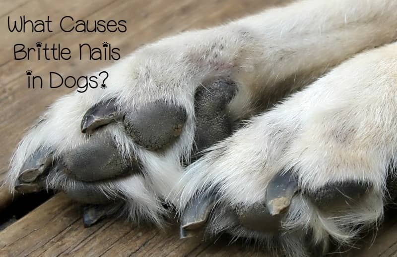 dog vitamins for brittle nails