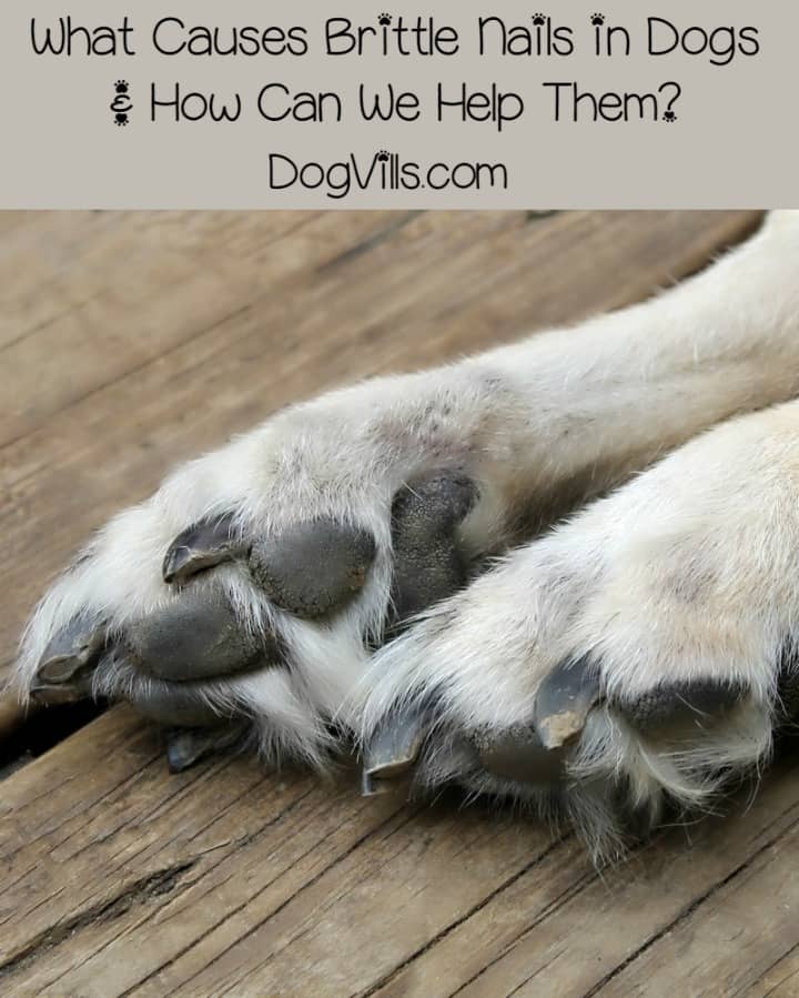 Brittle Nails in Dogs A Common Issue with Many Causes DogVills