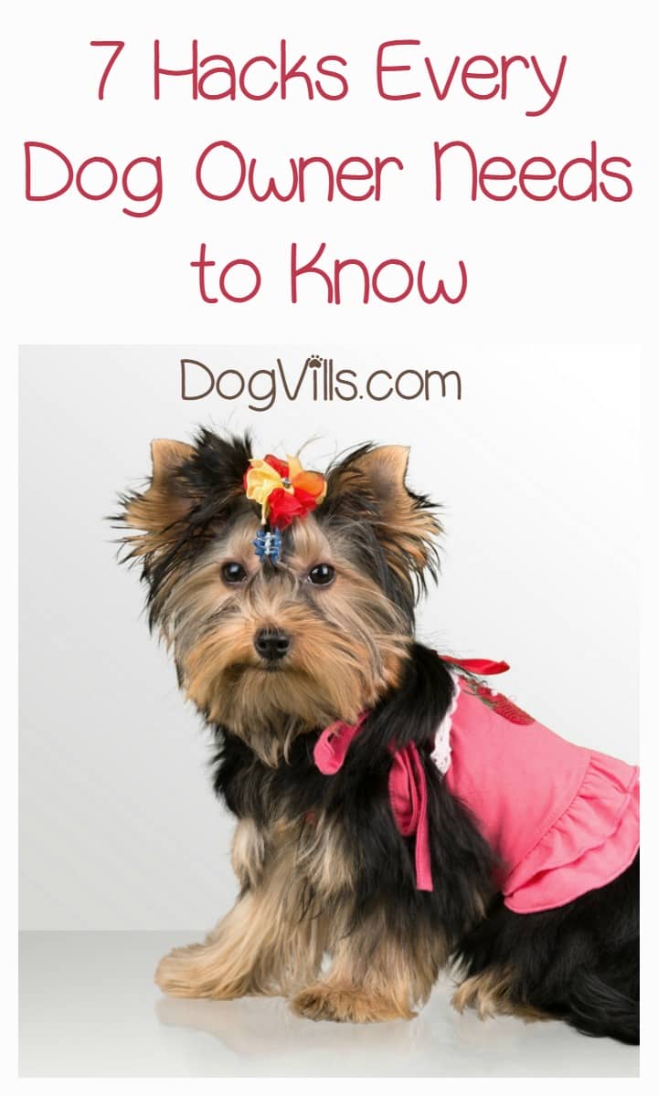 7 Hacks Every Dog Owner Needs To Know DogVills