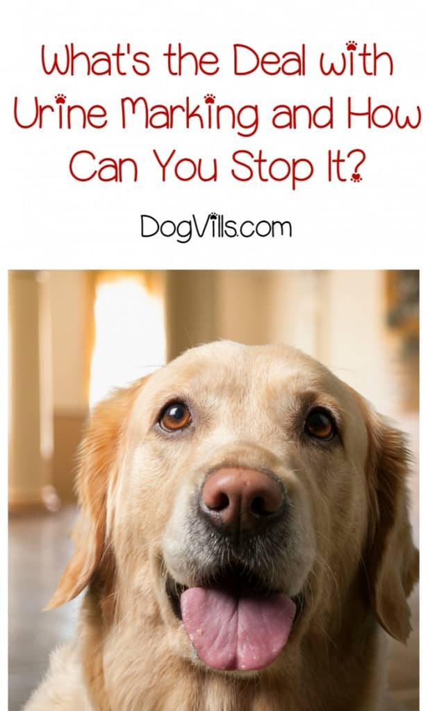 how to stop a from marking in the house dogs marking in the house how to stop dogs from marking in the house 28 images 1000 how to stop a from marking in the house dogs marking in the house how to stop dogs from marking in the house 28 images 1000